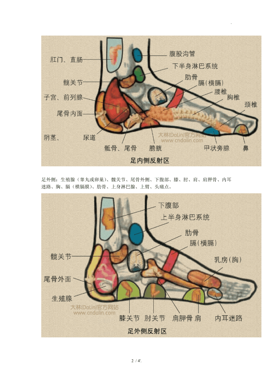 探索足部按摩的秘密世界，最新足部反射区示意图解析