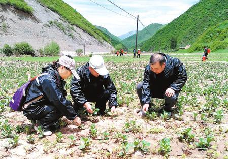 岷县最新新闻全面报道，昨日动态速递