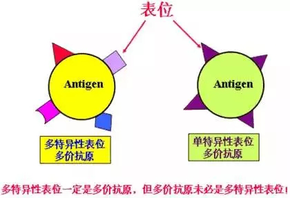 新澳正版资料与内部资料,完善的执行机制解析_潮流版3.739