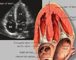 最新心脏彩超正常值及其重要性解析