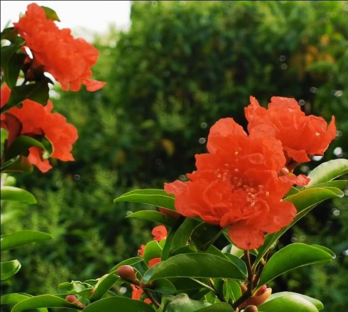 初夏若雨等花开，花开盛景待你赏