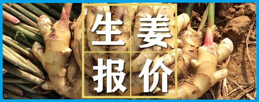 生姜最新价格与行情深度分析