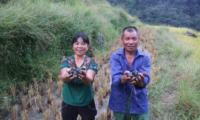 最新田螺养殖技术揭秘，提高产量与品质的双重秘诀