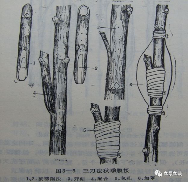 紫薇嫁接技术视频教程，成为嫁接高手的详细指南