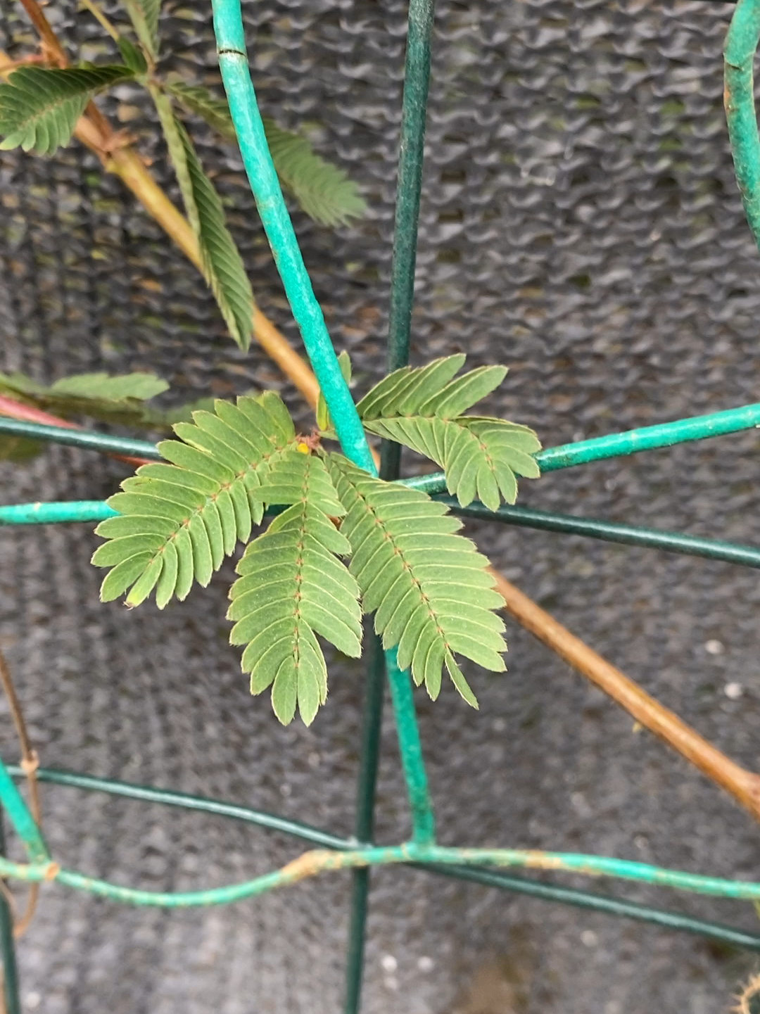 含羞草最新研究与应用进展概览