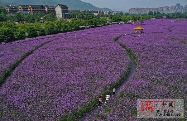 云亭镇最新项目，地区发展的强大引擎驱动力